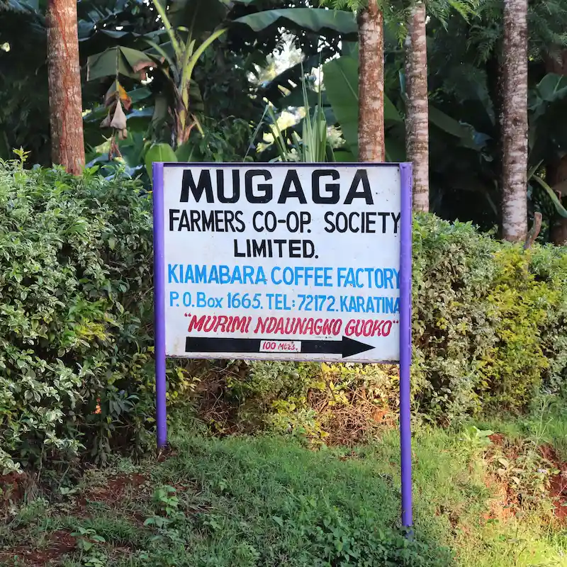 Kenia Muggage plantacja